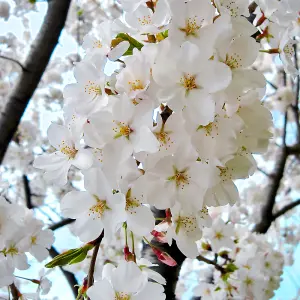 Prunus Shidare-Yoshino Tree - White Flowers, Vibrant Autumn Foliage, Hardy (5-6ft)