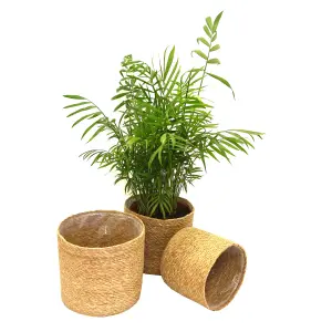 Indoor Planter Basket Natural Seagrass Set of Three 20cm, 18cm & 16cm Diameter Garden Gear