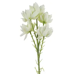 Pack of 6 x 60cm White Starflower Stem - 5 Flowers