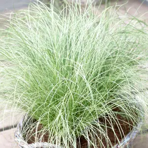 Carex Frosted Curls - Ornamental Grass with Curled Leaves, Shade (10-20cm Height Including Pot)