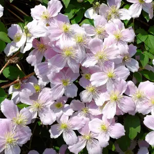 Clematis Fragrant Spring - Pale Pink Fragrant Blooms, Climbing Vine, Morning Sun (20-30cm Height Including Pot)