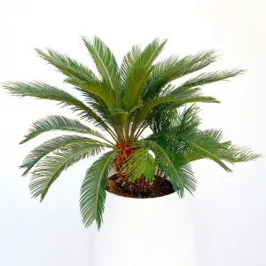 Cycas Revoluta - Hardy Sago Palm (30-40cm Height Including Pot)