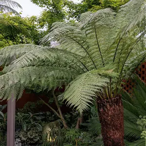 Tree Fern Dicksonia Antarctica Hardy Outdoor Ferns Jungle Plant 30cm Trunk