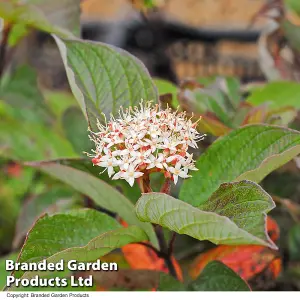 Cornus Alba Kesselringii 9cm Potted Plant x 2