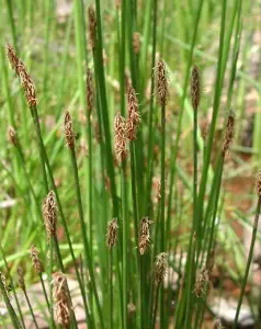 Lincolnshire Pond Plants Ltd Marginal Plants - Pond Plants (Eleocharis Palustris)  - 2x Plants and 2 Pots & compost