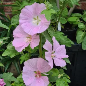 Lavatera Marshmallow Strawberry Cream Established Plant in 9cm Pot