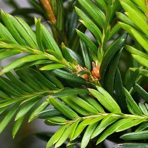 English Yew 40cm Height Evergreen Hedge Plant Pack of 12