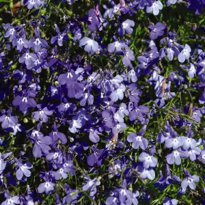 Lobelia Blue Cascade 1 Packet (1000 Seeds)