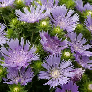 Gardeners Dream Stokesia Mels Blue (9cm)