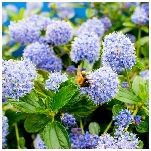 Californian lilac / Ceanothus 'Victoria' In 2L Pot, Bright Blue Flowers, Very Hardy