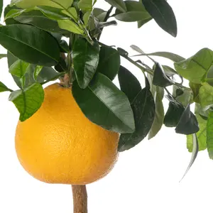 Grapefruit Tree - Outdoor Fruit Tree, Grow Your Own Tasty Fruits, Ideal Size for UK Gardens in 20cm Pot (2-3ft)