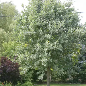 Lutescens Whitebeam Tree Sorbus Aria Outdoor Ornamental Pot 1.5m - 1.8m