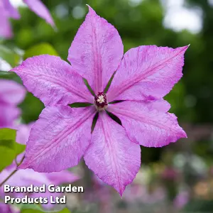 Clematis Margaret Hunt 1.7 Litre Potted Plant x 1