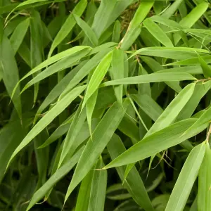 Fargesia Rufa (40-50cm Height Including Pot) - Clumping Bamboo, Fast-Growing Privacy Screen, Sun or Partial Shade