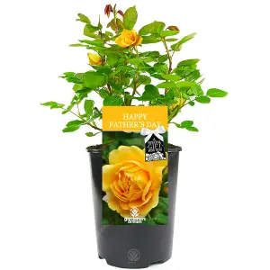 Happy Father's Day Yellow Rose - Outdoor Plant, Ideal for Gardens, Compact Size