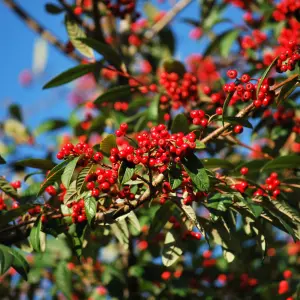 Cotoneaster Cornubia Garden Shrub - Abundant Red Berries, Compact Size, Attracts Pollinators (10-30cm Height Including Pot)