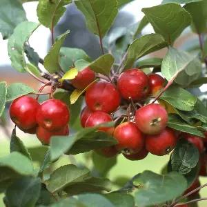 Malus Gorgeous Tree - Crab Apple Tree, Pinkish-White Spring Blossoms, Low Maintenance (5-6ft)