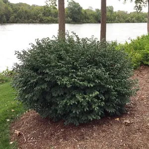 Euonymus alatus Little Moses 9cm Potted Plant x 1