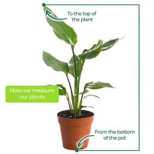 Strelitzia nicolai - Indoor House Plant for Home Office, Kitchen, Living Room - Potted Houseplant (80-90cm Height Including Pot)