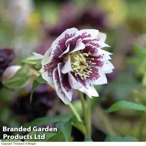 Hellebores Washfield Doubles Mixed (Double Queen/Hybridizers) 1 Litre Potted Plant x 1