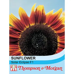 Sunflower Solar Eclipse 1 Packet (20 Seeds)