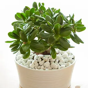 Crassula Ovata in a 12cm Pot Perfect for Home/Office Live Indoor Pot Plant Money Penny Tree Homes