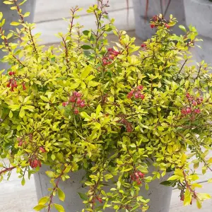 Escallonia Golden Carpet Garden Shrub - Yellow-Green Foliage, Compact Size, Attracts Pollinators (20-30cm Height Including Pot)