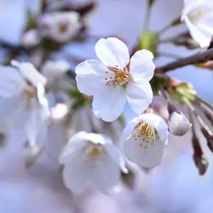 Cherry Tree - Prunus avium 'Stella' - Patio Fruit Tree 2-4ft in 5 Litre Pot