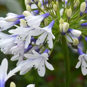 Agapanthus Twister 9cm Potted Plant x 3