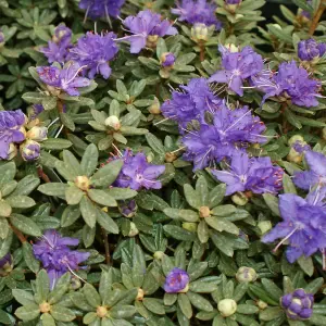 Rhododendron Impeditum Garden Plant - Purple-Blue Blooms, Compact Size, Hardy (15-30cm Height Including Pot)