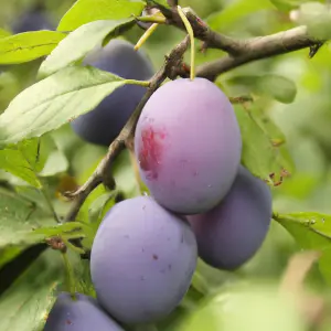 Lincolnshire Fruits Czar Plum Potted 12 Litre 1.5m Tree