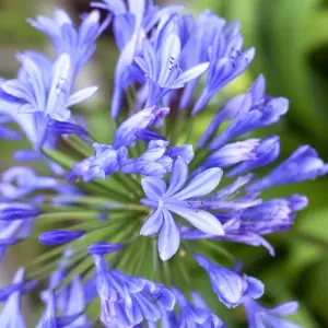 Agapanthus Brilliant Blue - Prolific Flowering, African Lily, Perennial, Hardy (10-20cm Height Including Pot)