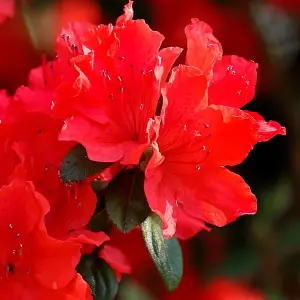 Azalea japonica Red 17cm Potted Plant x 1