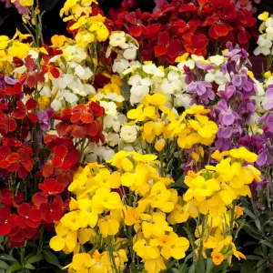 Wallflower Sunset Mixed Bedding Plants - Colorful Display (6 Pack)