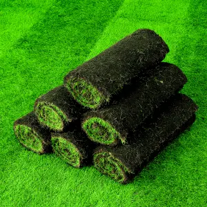 Lawn turf, 25m² Pack