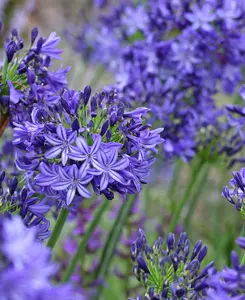 Agapanthus Northern Star - Blue African Lily set of 3 in 9cm pots