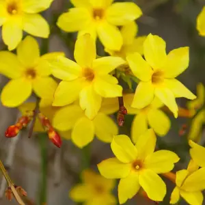 Jasminum nudiflorum Winter Jasmine White Flowering Vine Plant 60cm Cane 3L Pot