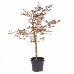 Japanese Acer palmatum 'Dissectum Garnet' in a 3L Pot Red Purple