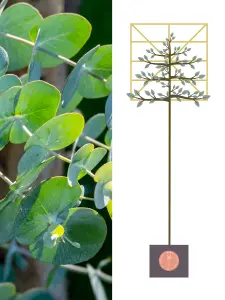 Eucalyptus Pleached Tree with Staking Kit - 200cm Stem and 6cm Girth