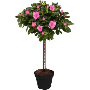 Pink Azalea Japonica Tree Trees for Small Gardens Border Patio Potted Plants Lollipop Stem Tree