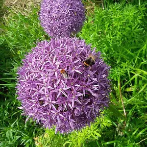 Purple Allium 'christophii' Bulbs Pack of 25 Size 10/12