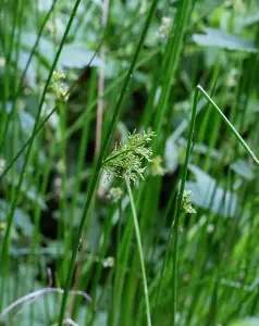 Lincolnshire Pond Plants Ltd Marginal Plants - Pond Plants (Juncus Effusus) - 1 Litre bareroot