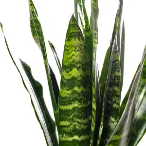 Sansevieria Black Coral - Indoor House Plant for Home Office, Kitchen, Living Room - Potted Houseplant (30-40cm)