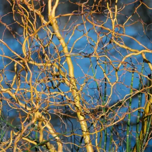 Salix Erythroflexuosa Tree - Red Twisted Stems, Winter Interest, Hardy (5-6ft)