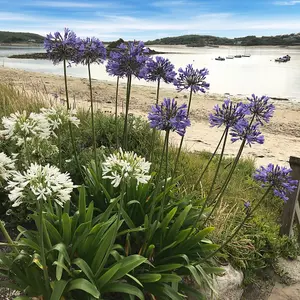 Agapanthus Blue' (African Lily) in 9cm Pot