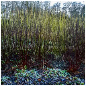 10  Black Dogwood 1-2ft Hedging Plants,Cornus Alba Kesselringii, Beautiful Bark 3FATPIGS