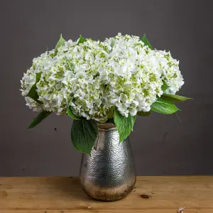 UK Homeliving White Lace Cap Hydrangea