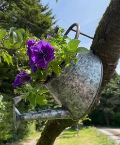 Galvanised Watering Can Hanging Wall Planter Metal Outdoor Garden Flower Pot