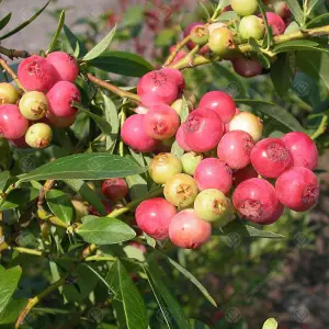 Malus Fruitilicious Tree - Crab Apple Tree, White Spring Blossoms, Low Maintenance (5-6ft)