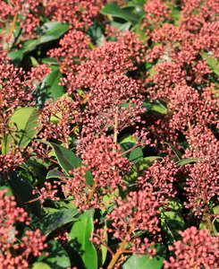 Skimmia Contrasting Duo - Evergreen and Spring Flowering, supplied in 10.5cm pots